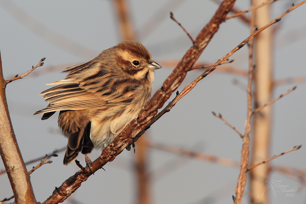 Migliarino di palude