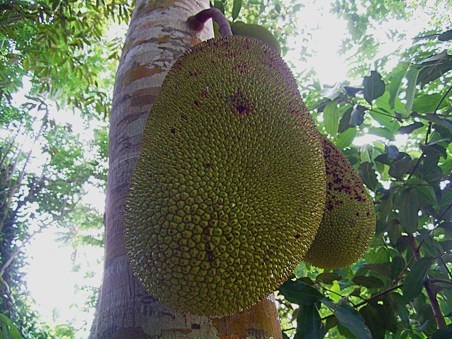Jack fruit