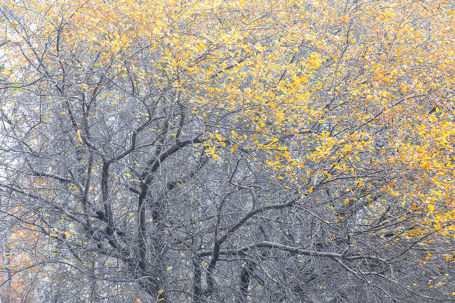 Paradiso e inferno - Parco Nazionale della Sila