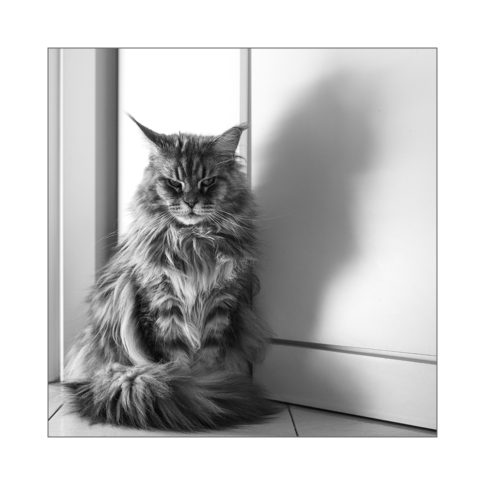 Zenobia
