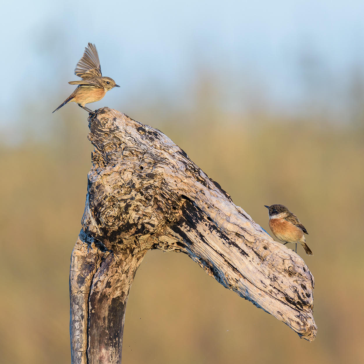 Le avances del saltimpalo