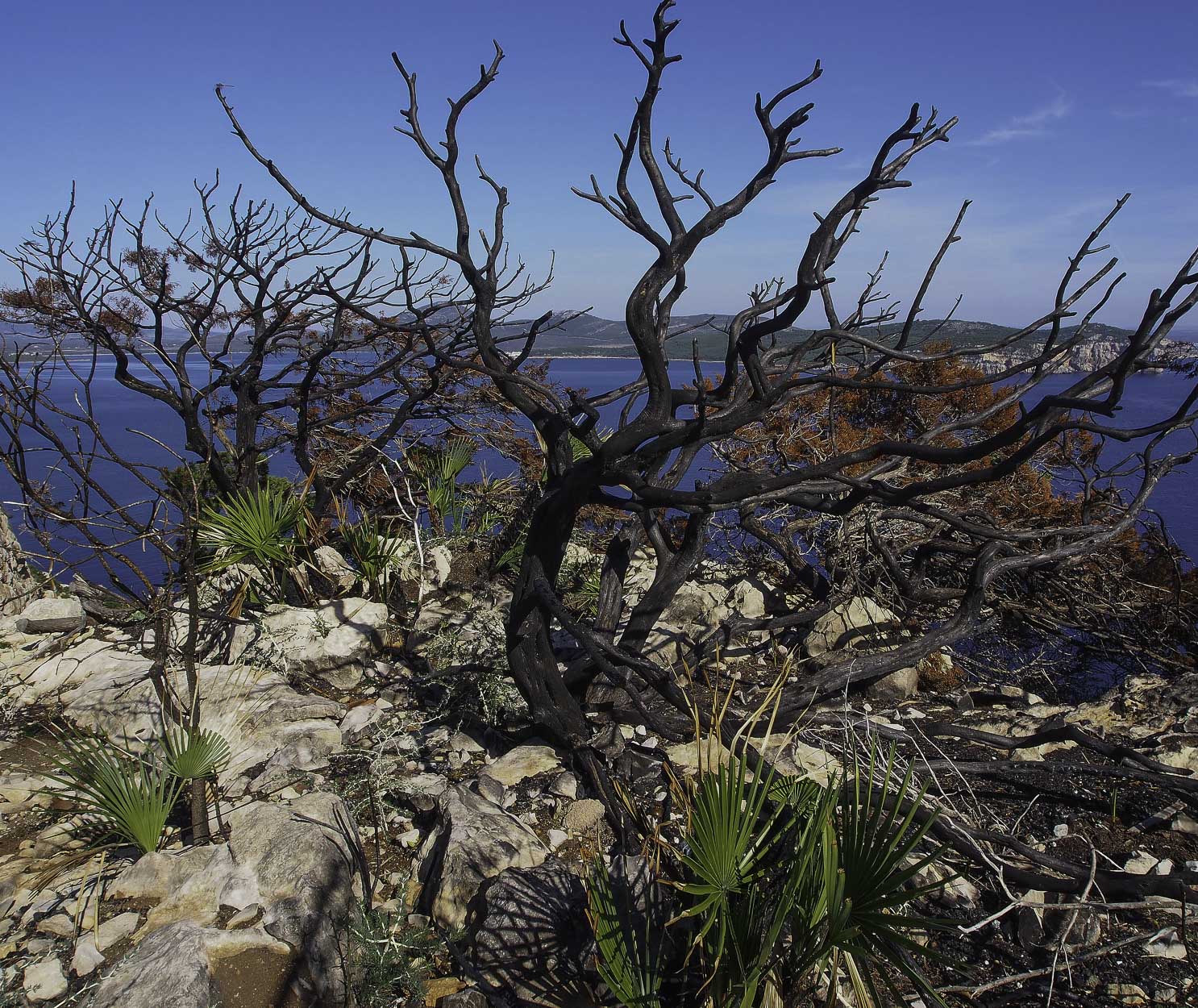 Colori a Capo Caccia