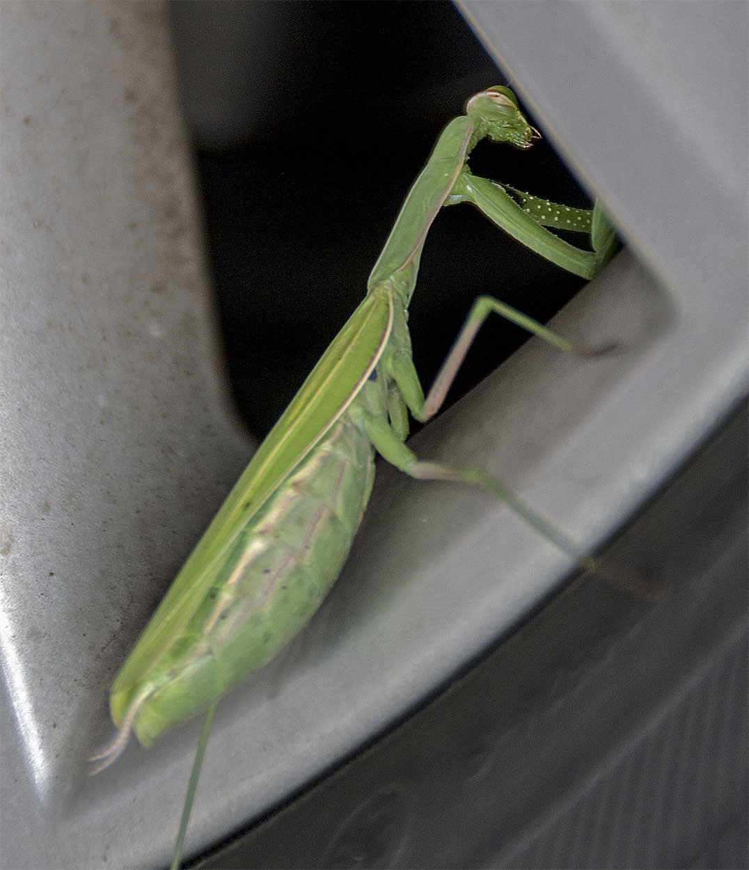 Mantide religiosa
