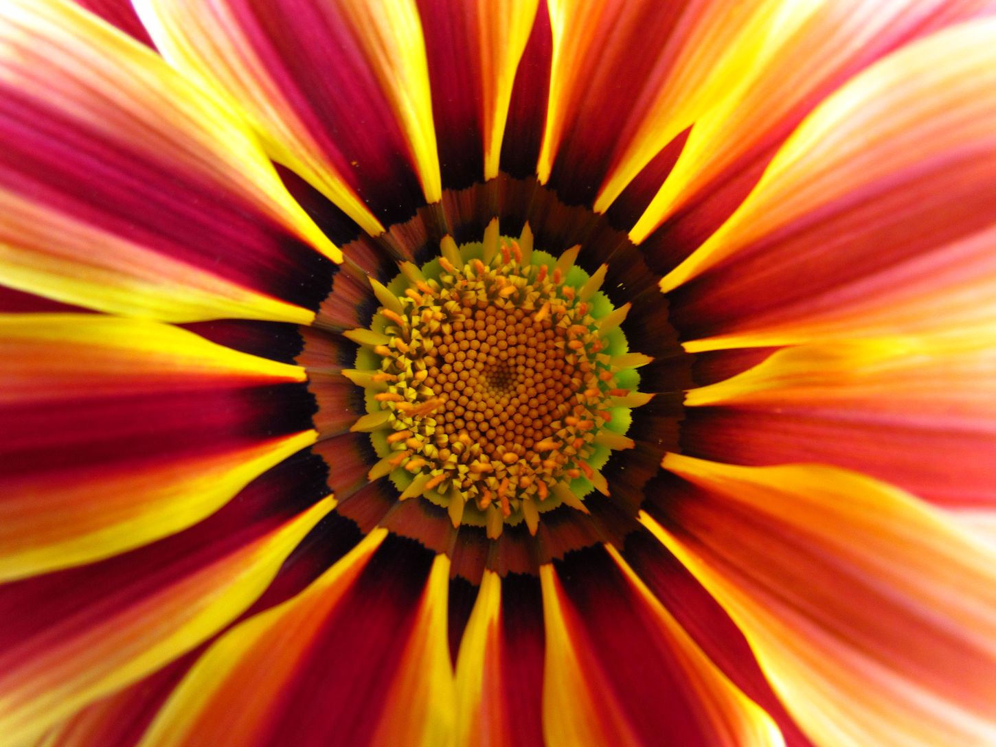 Gazania