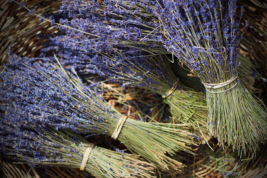 Lavande et lavandin 2/3