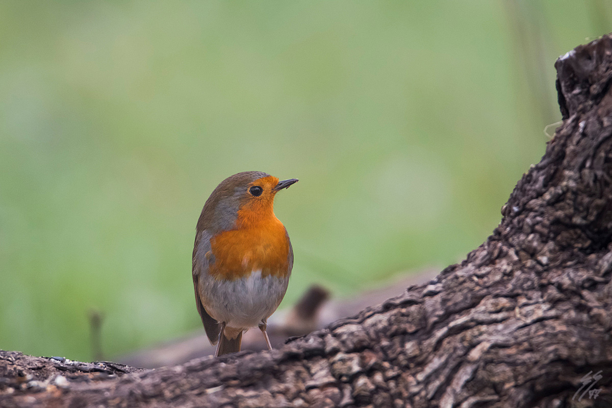 ..Erithacus rubecula..