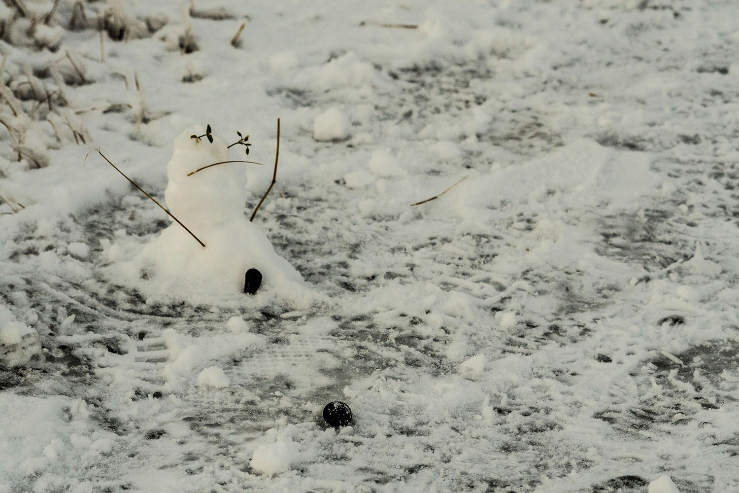 Piccoli visitatori dell'Islanda
