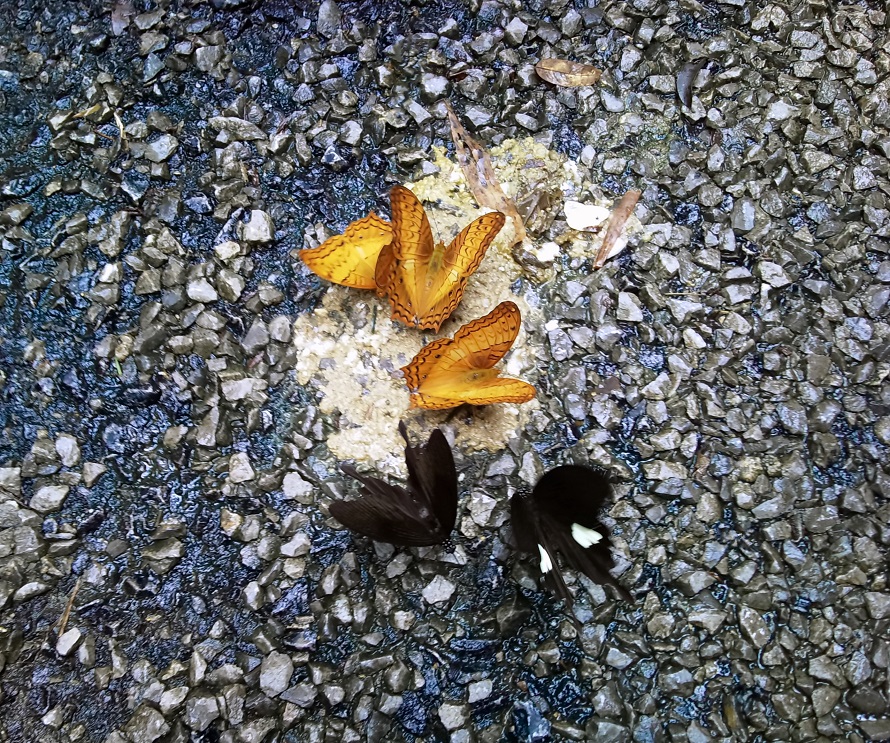 Farfalle nere e gialle