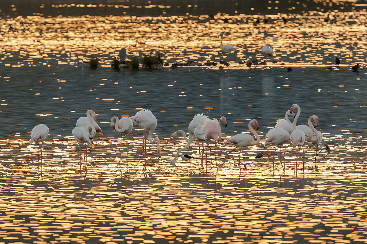 Fenicotteri al tramonto