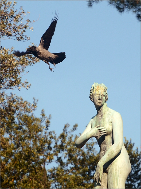 La venere e la cornacchia