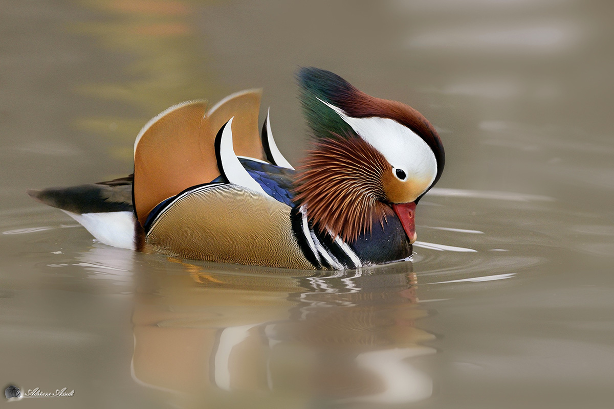 aix galericulata - anatra mandarina