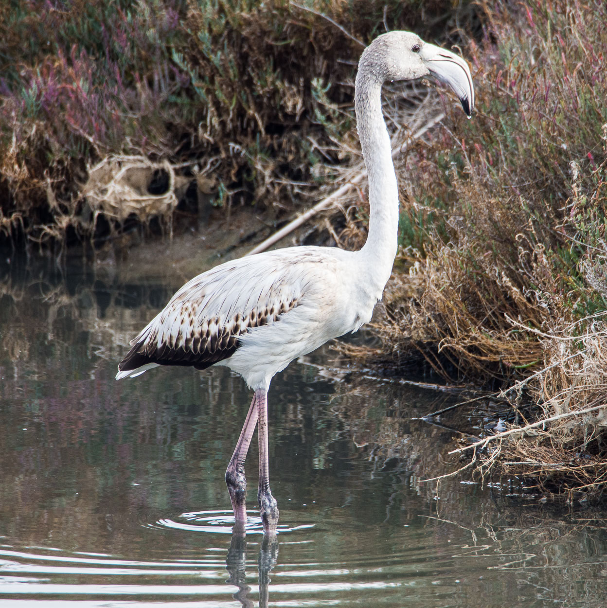 giovani fenicotteri crescono...