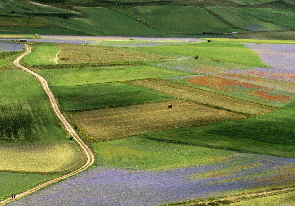 Piana di Castelluccio...coppia a passeggio