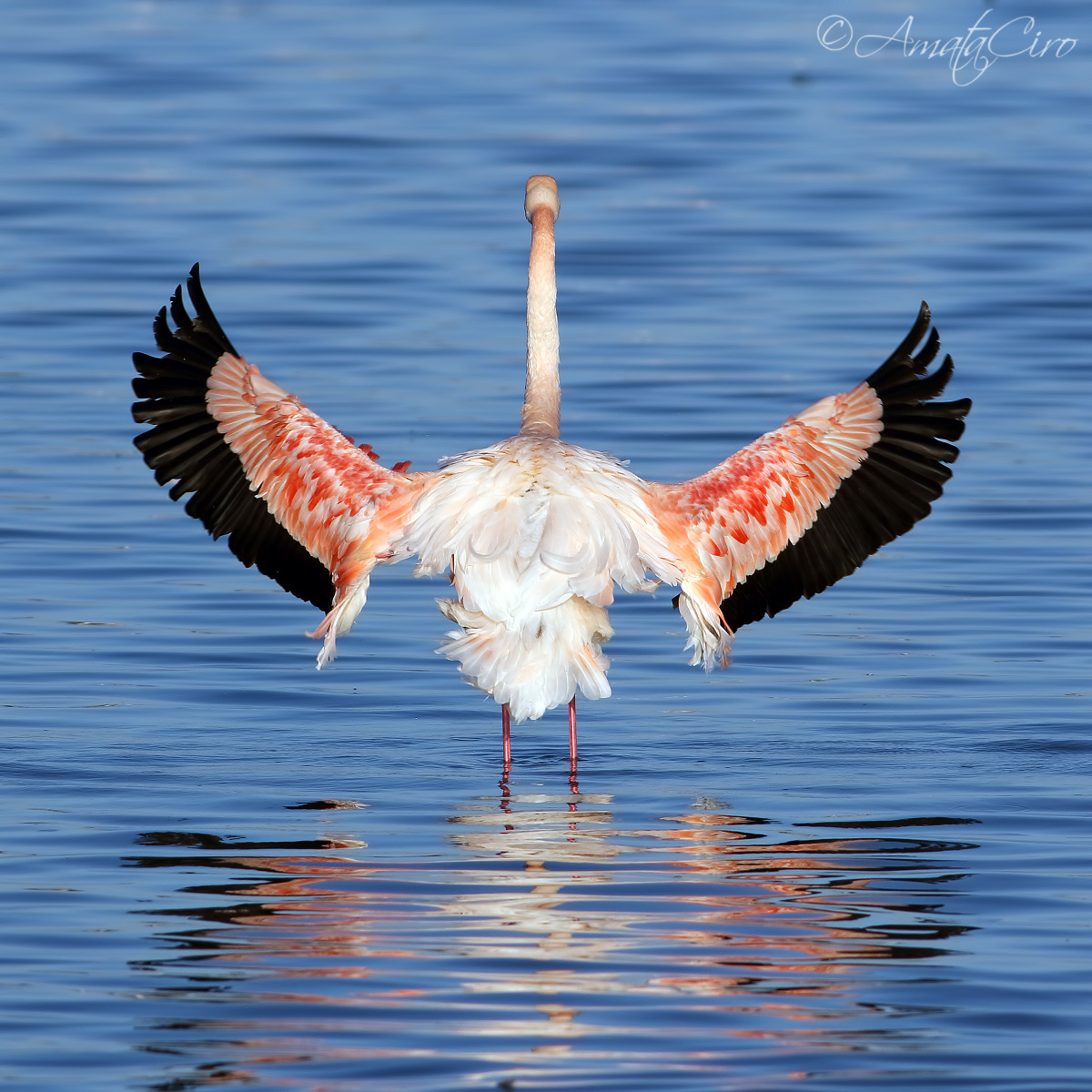 Fenicottero ad ali spiegate