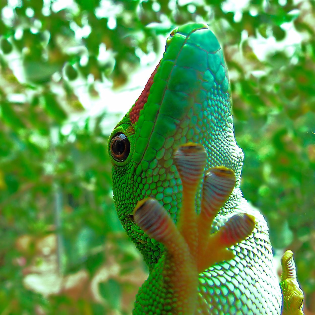 Geco diurno del Madagascar