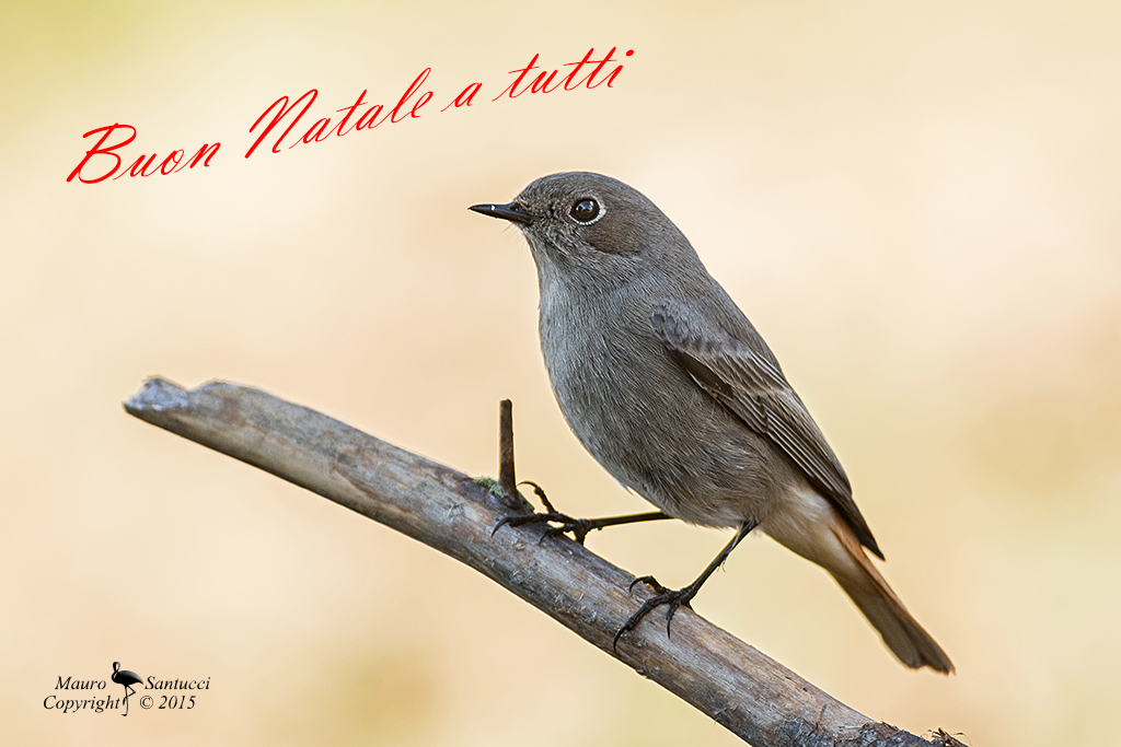 Codirosso spazzacamino Natalizio