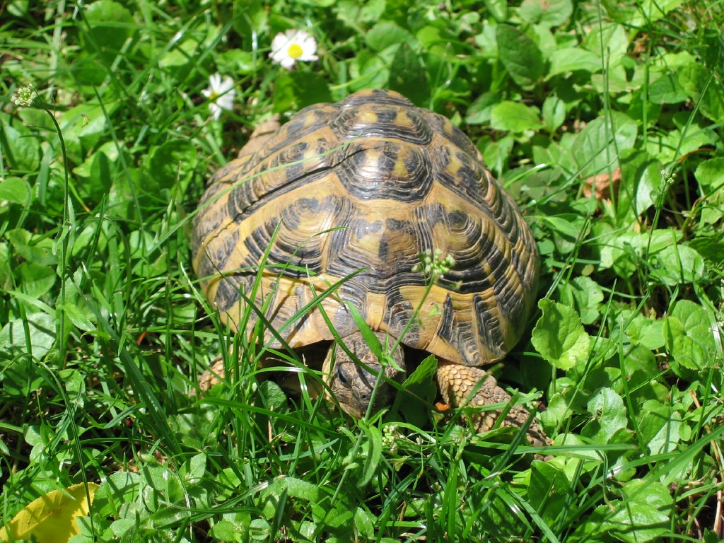 Pollicino