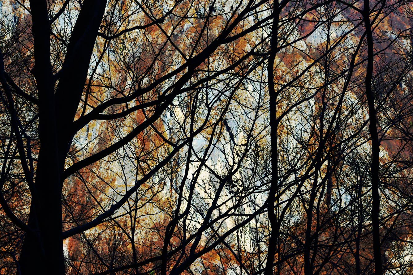 Grafismo con rami e rocce