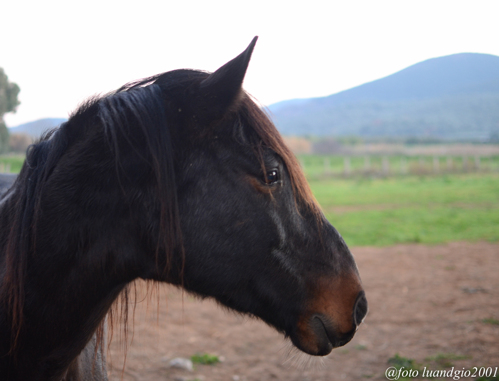 Testa di cavallo brado