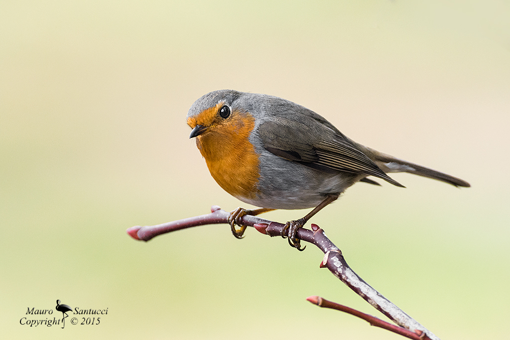 Pettirosso di fine anno