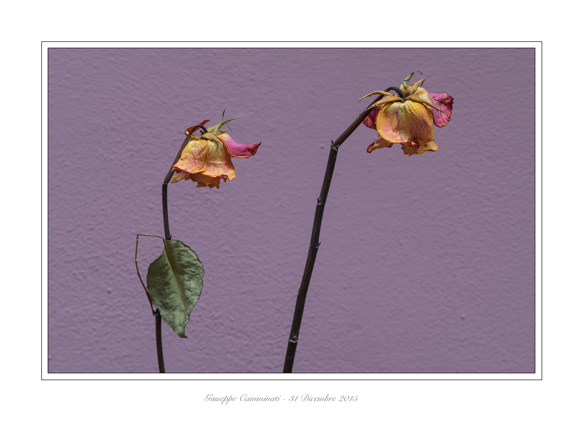 31 Dicembre 2016 - Sereno anno nuovo