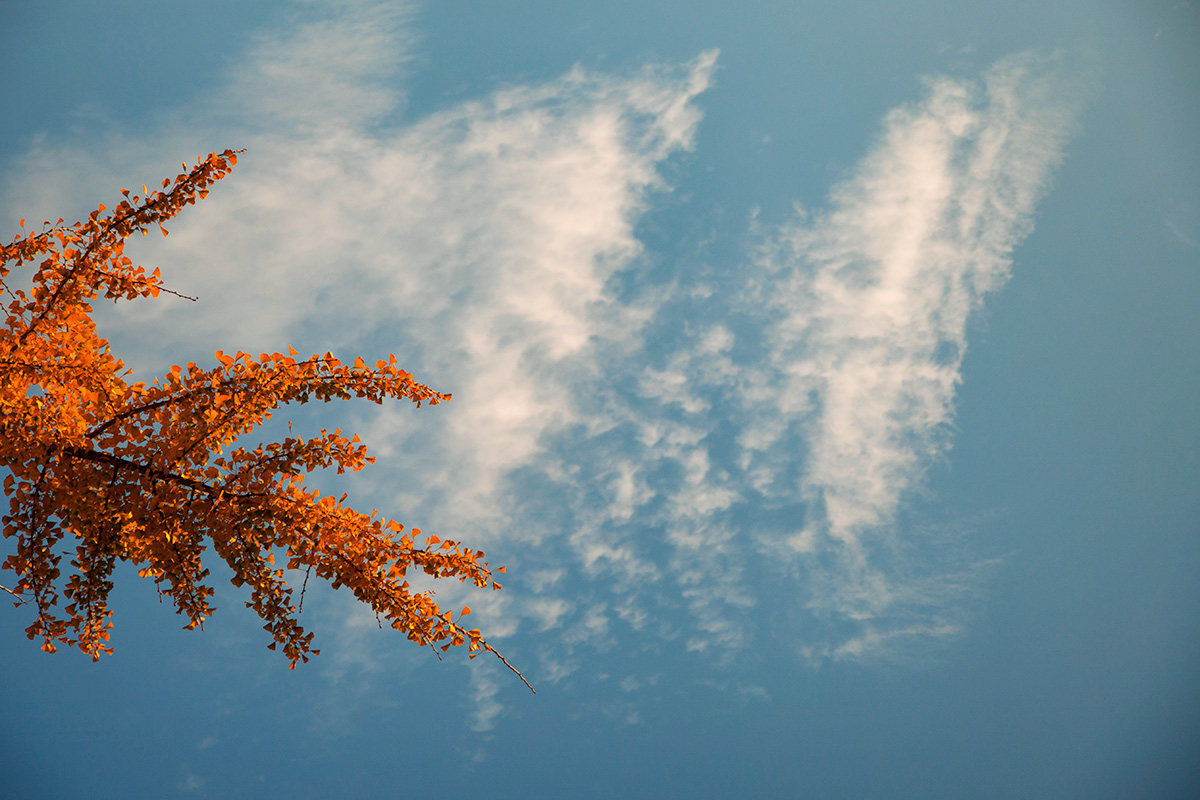 Come un Battito d'Ali