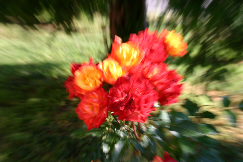 fiori zoom
