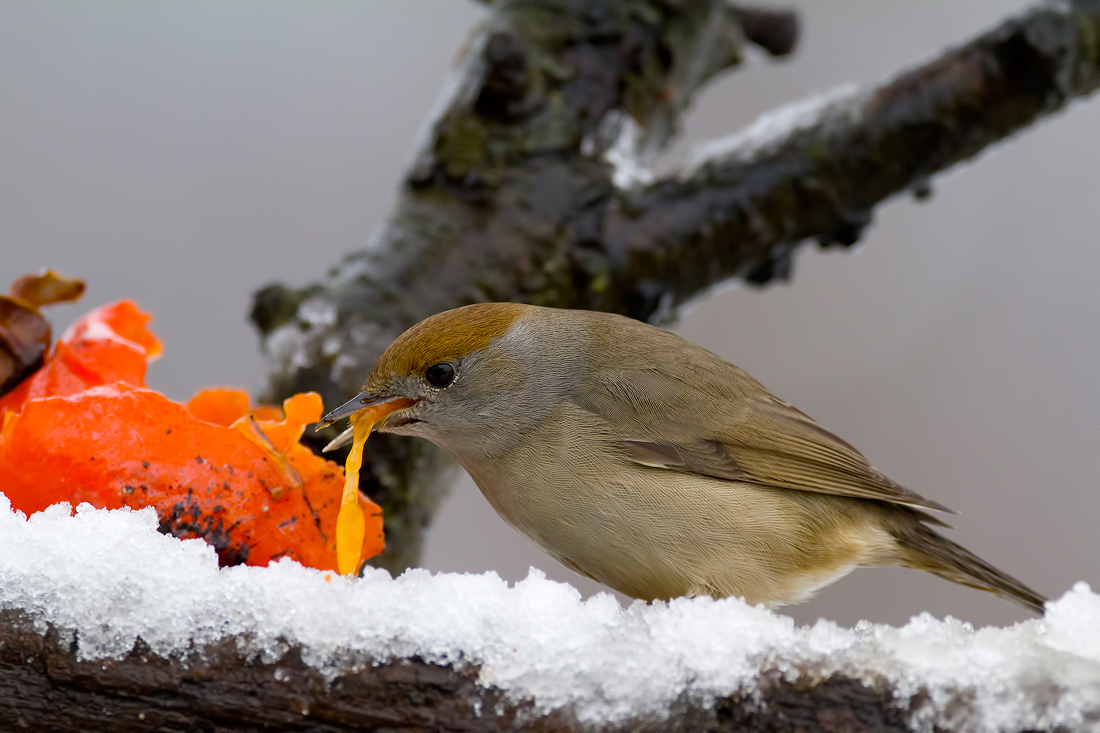 ....spuntino sulla neve...