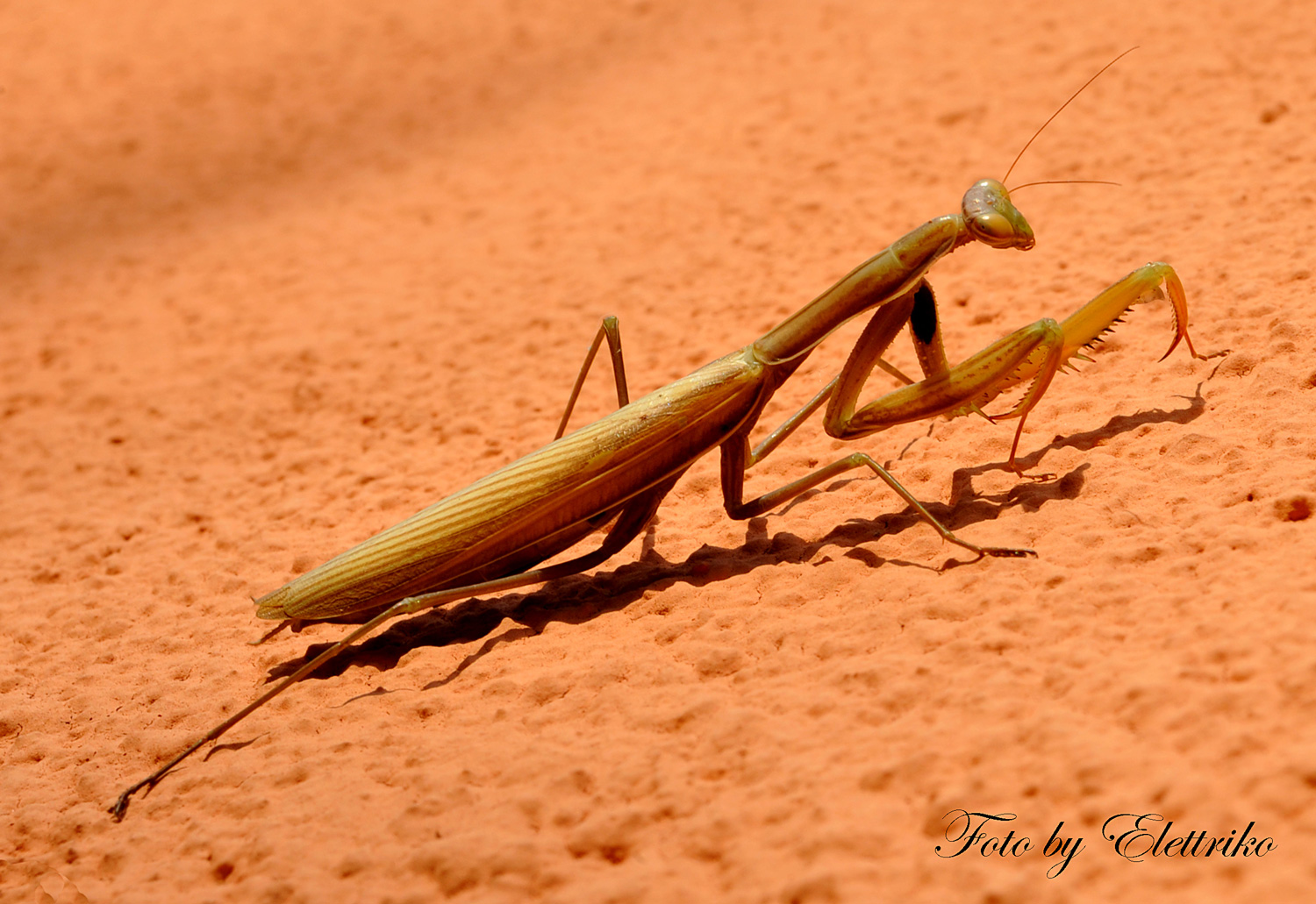 Mantis religiosa - crop