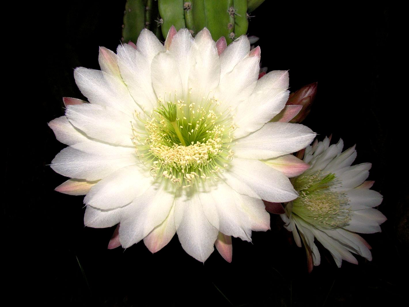 cactus Echinopsi