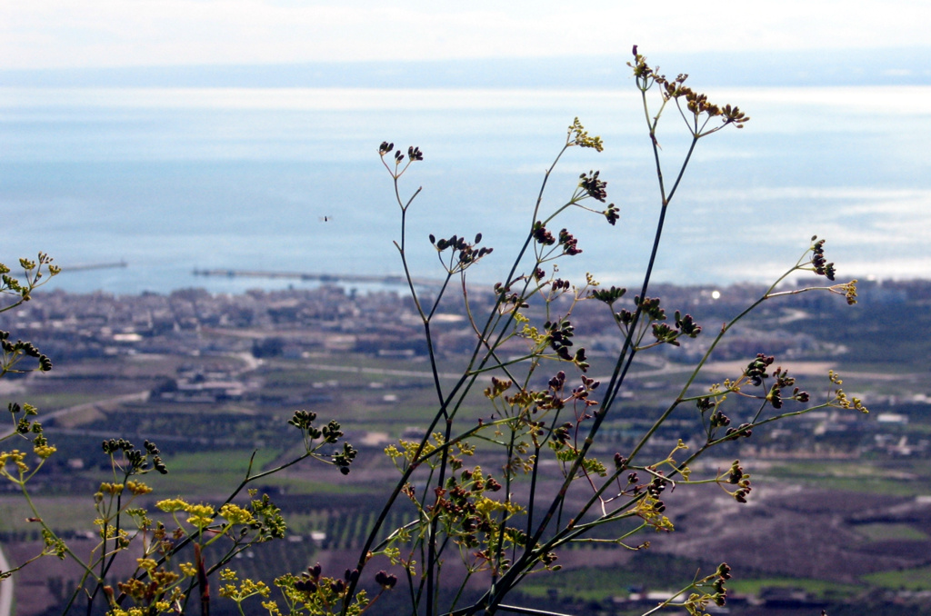 trovate la mosca.......� facile