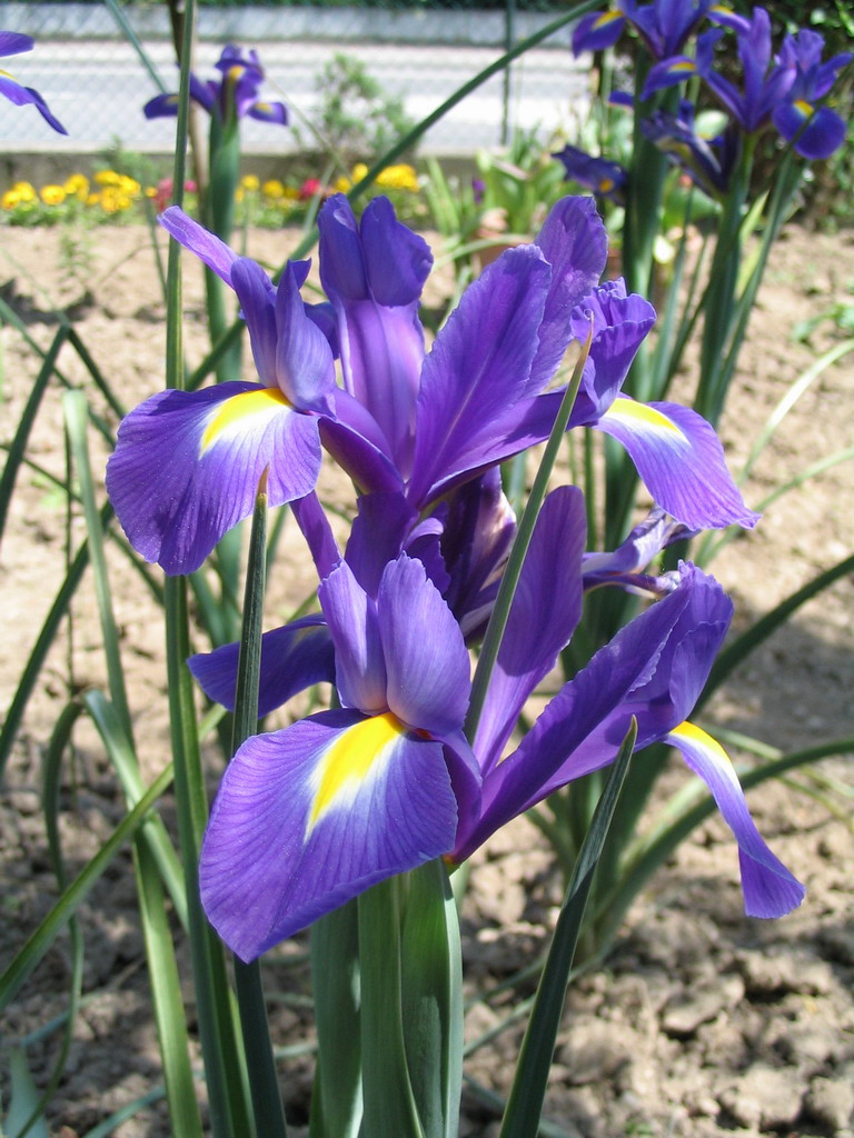 Iris