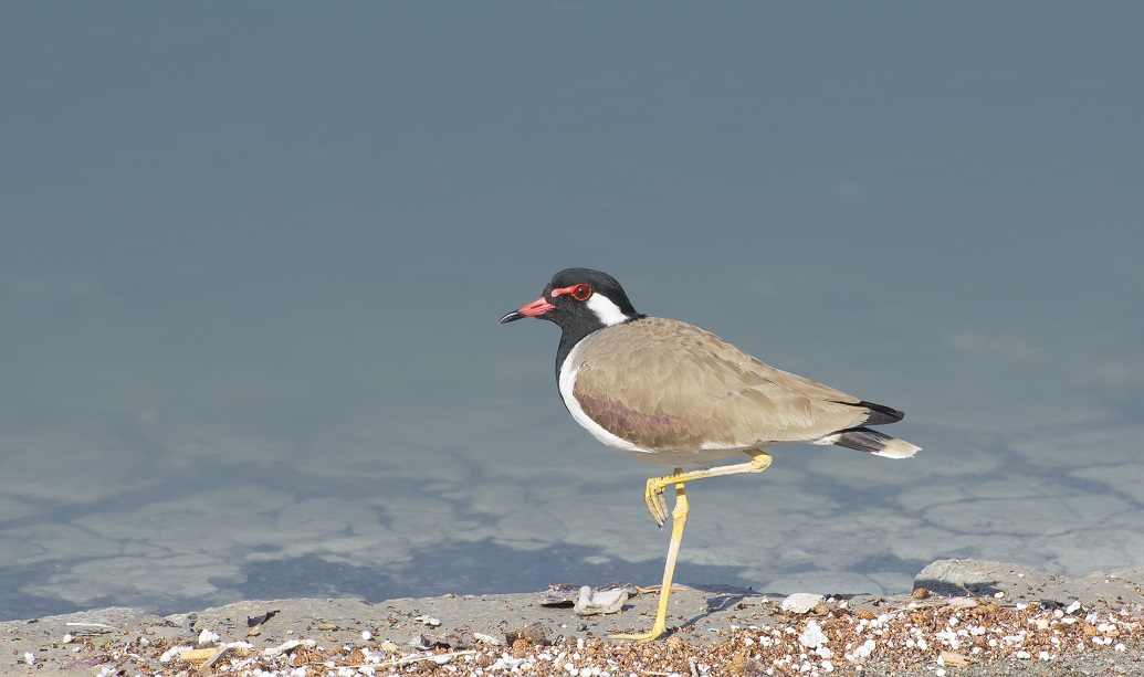 Al Barsha Park Dubai