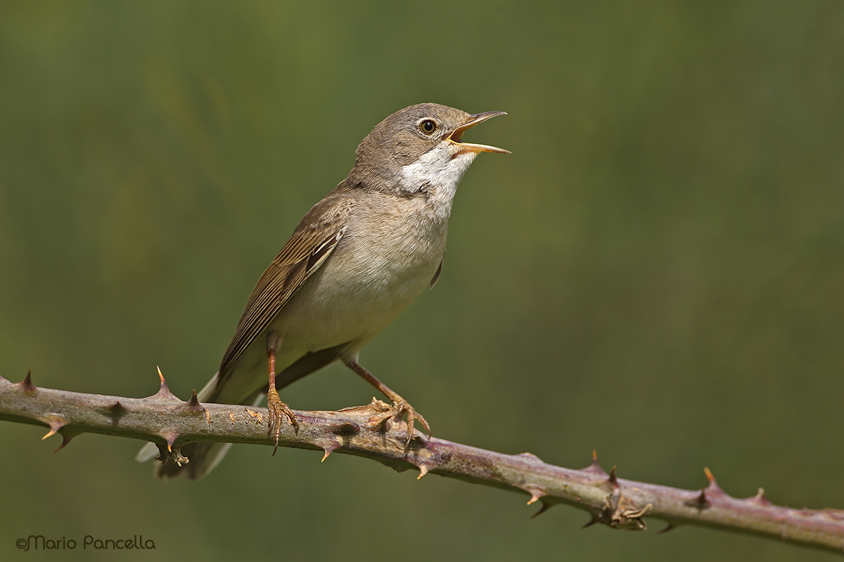 Sterpazzola (Sylvia communis)