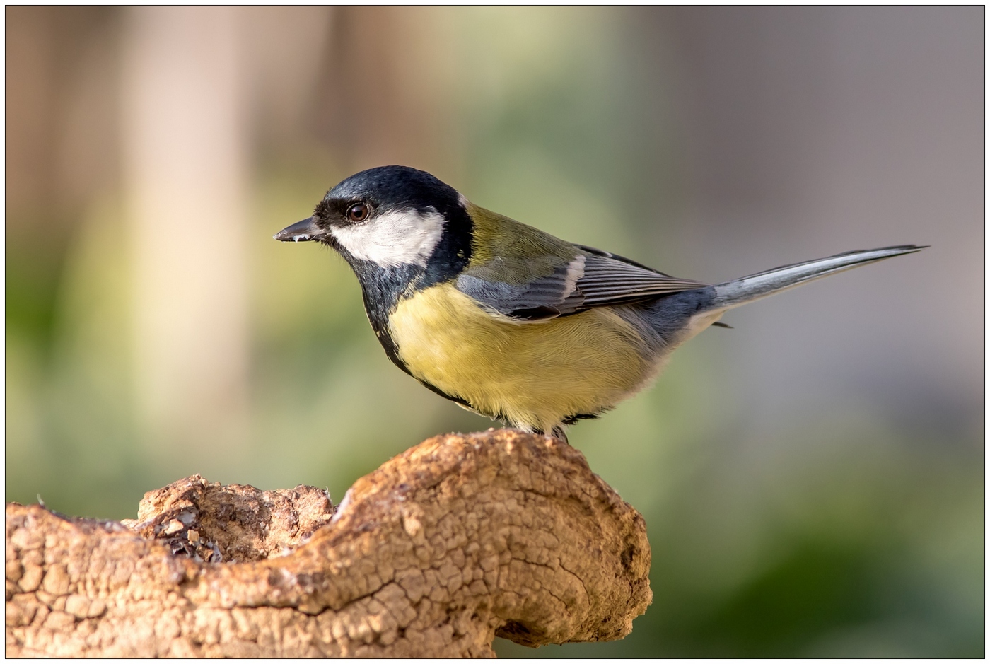 Tanto va la cincia al lardo....