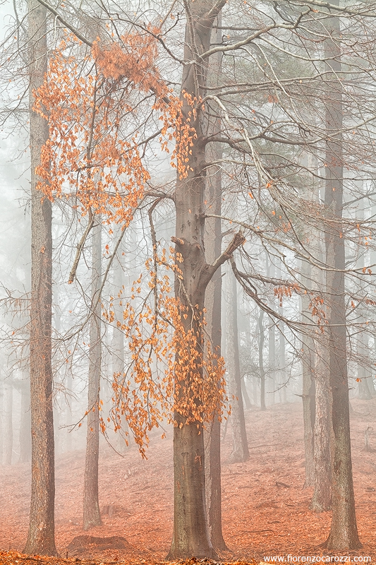 Before the true winter