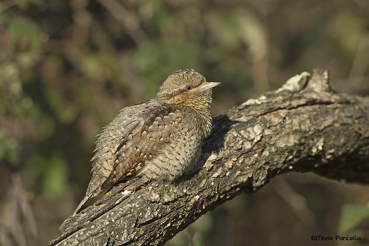 Torcicollo (Jynx torquilla)