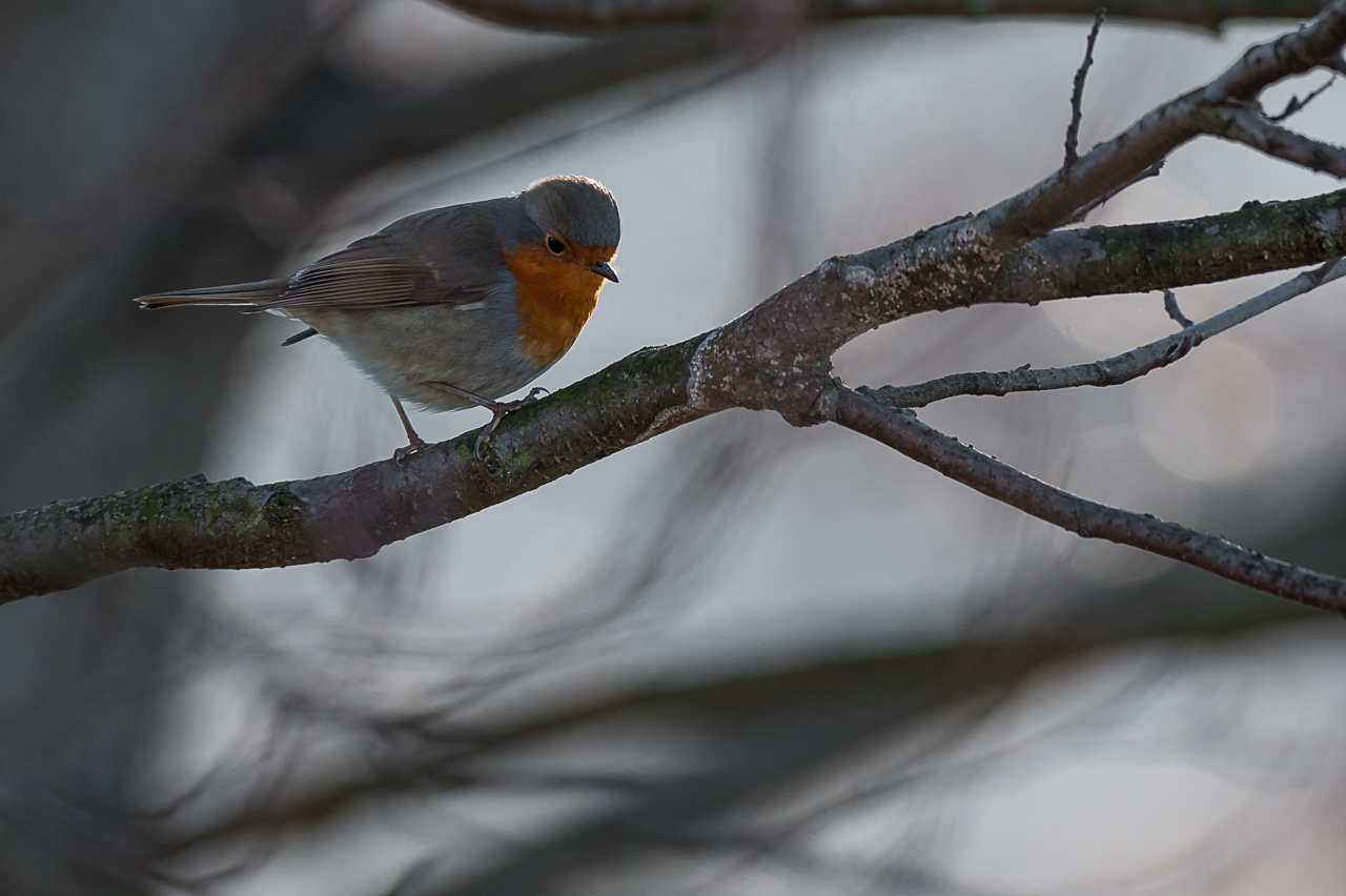 Pettirosso invernale