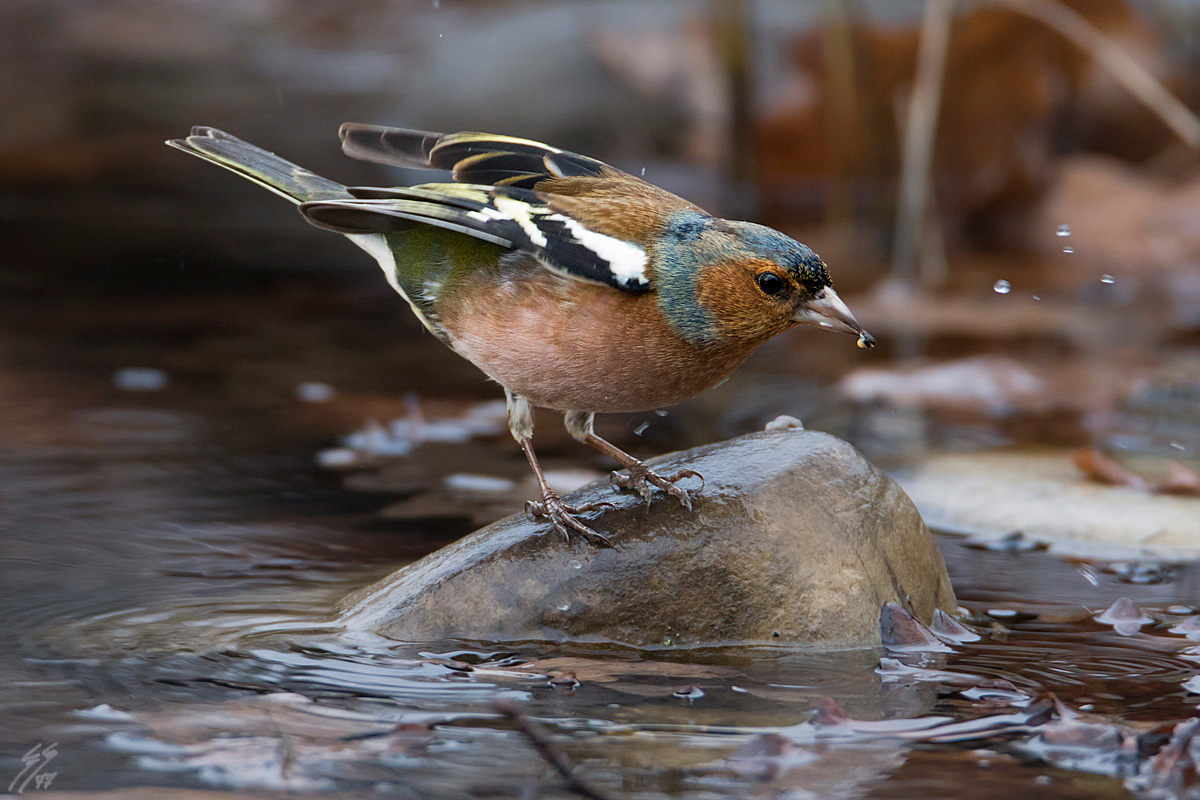 ..fringilla coelebs..