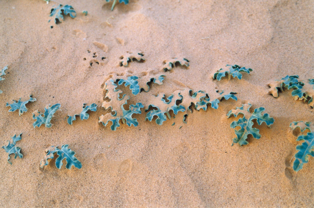 Vegetazione e sabbia...