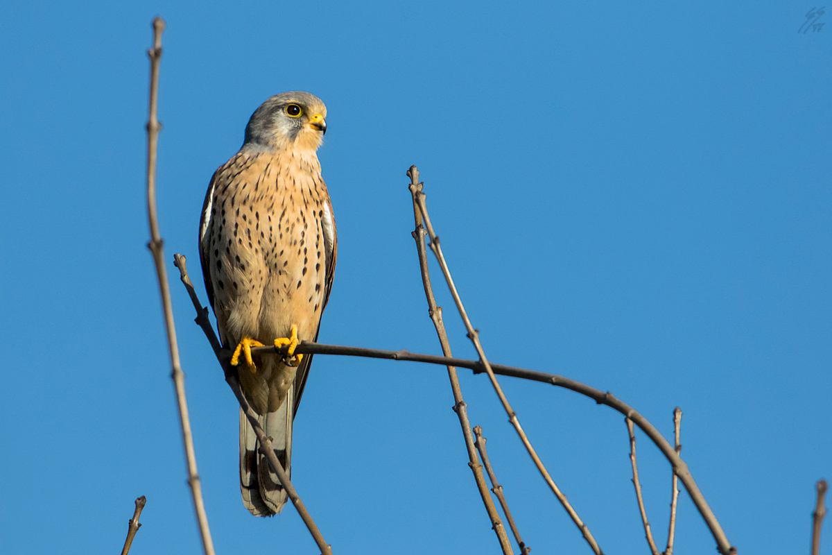 ..falco tinnunculus..