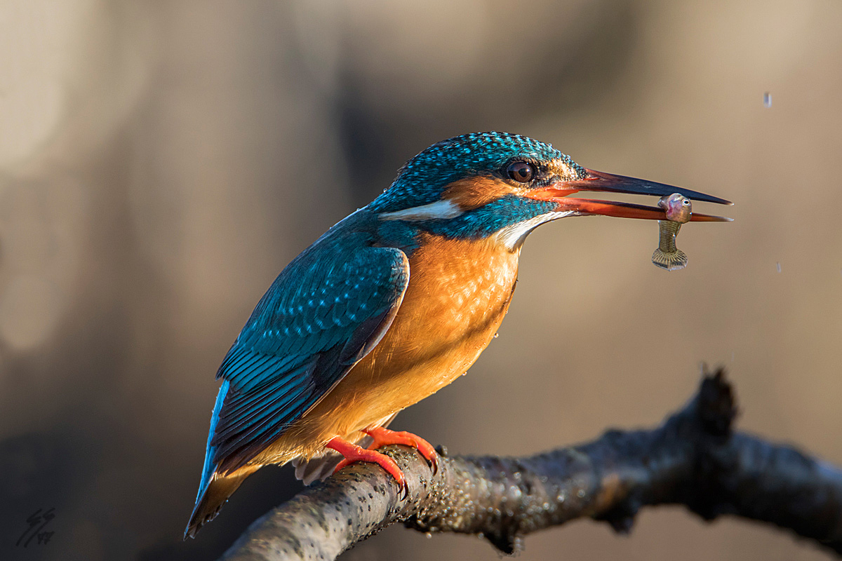 ..breakfast of Kingfisher..