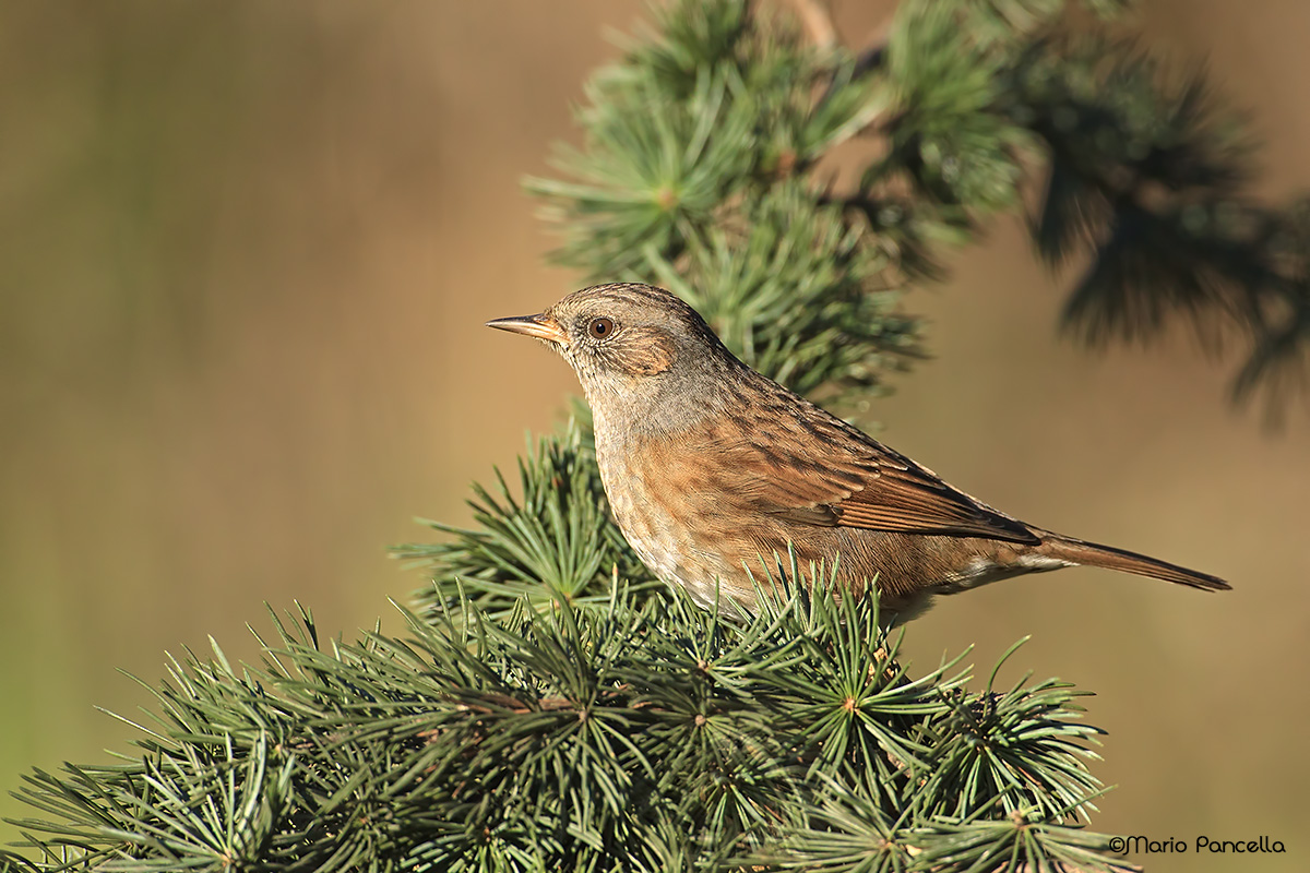 Passera scopaiola (Prunella modularis)