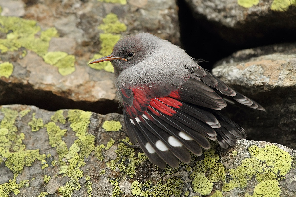 Giovane muraiolo......
