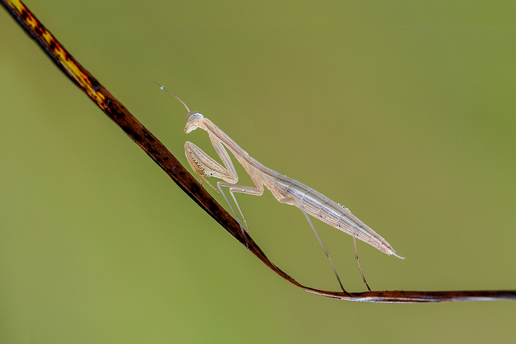 La Mantide anemica