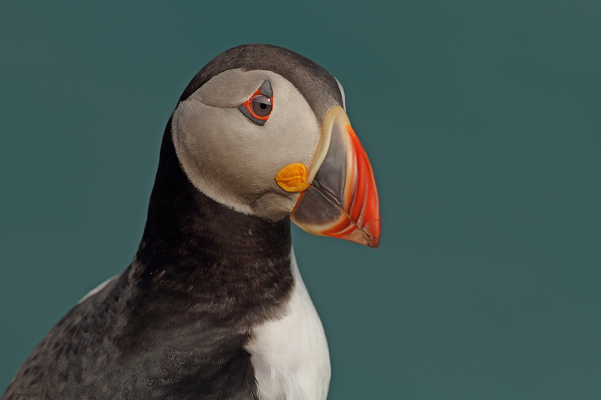 Pulcinella perplessa.......