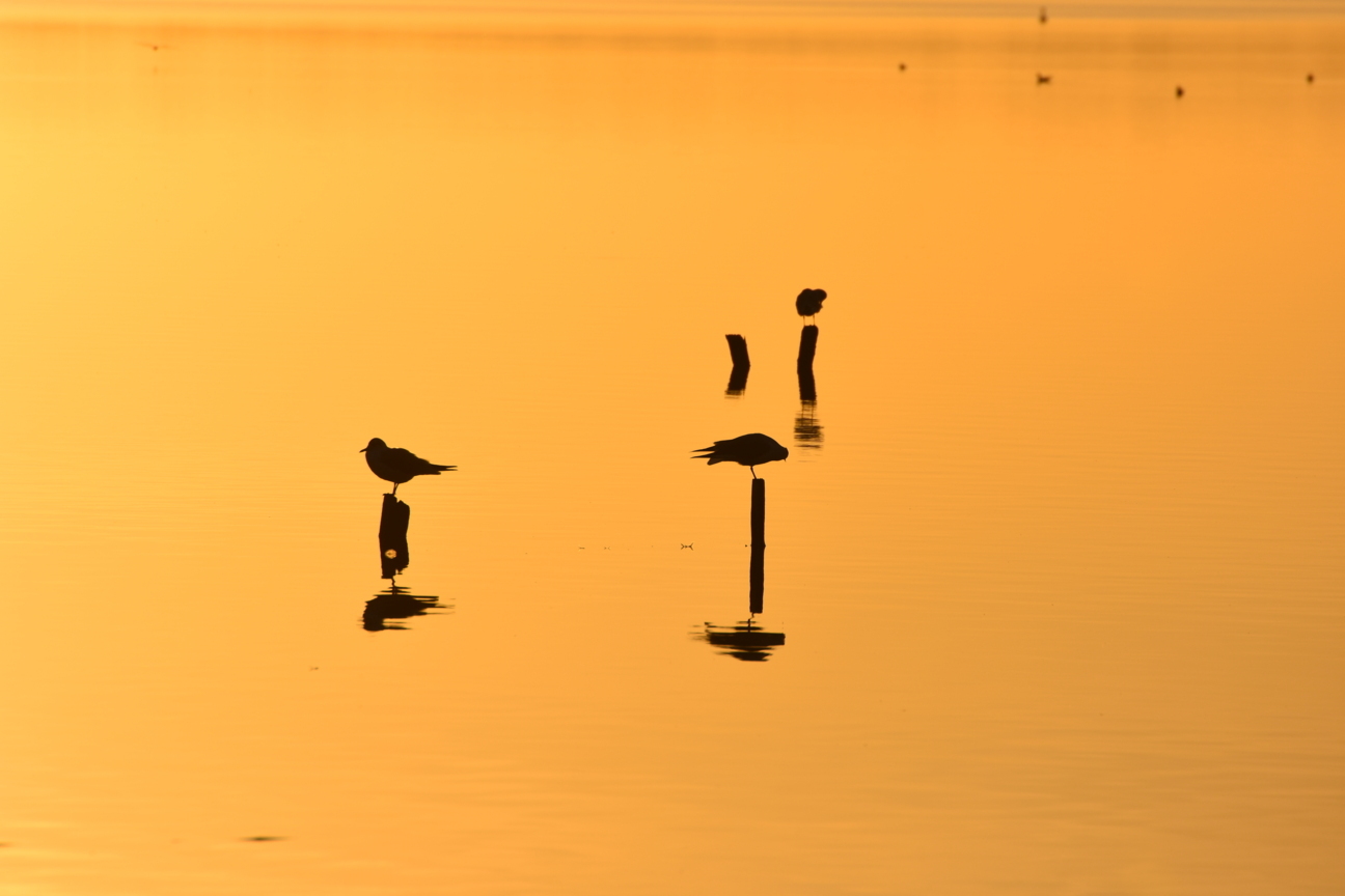 Tramonto a Massaciucoli