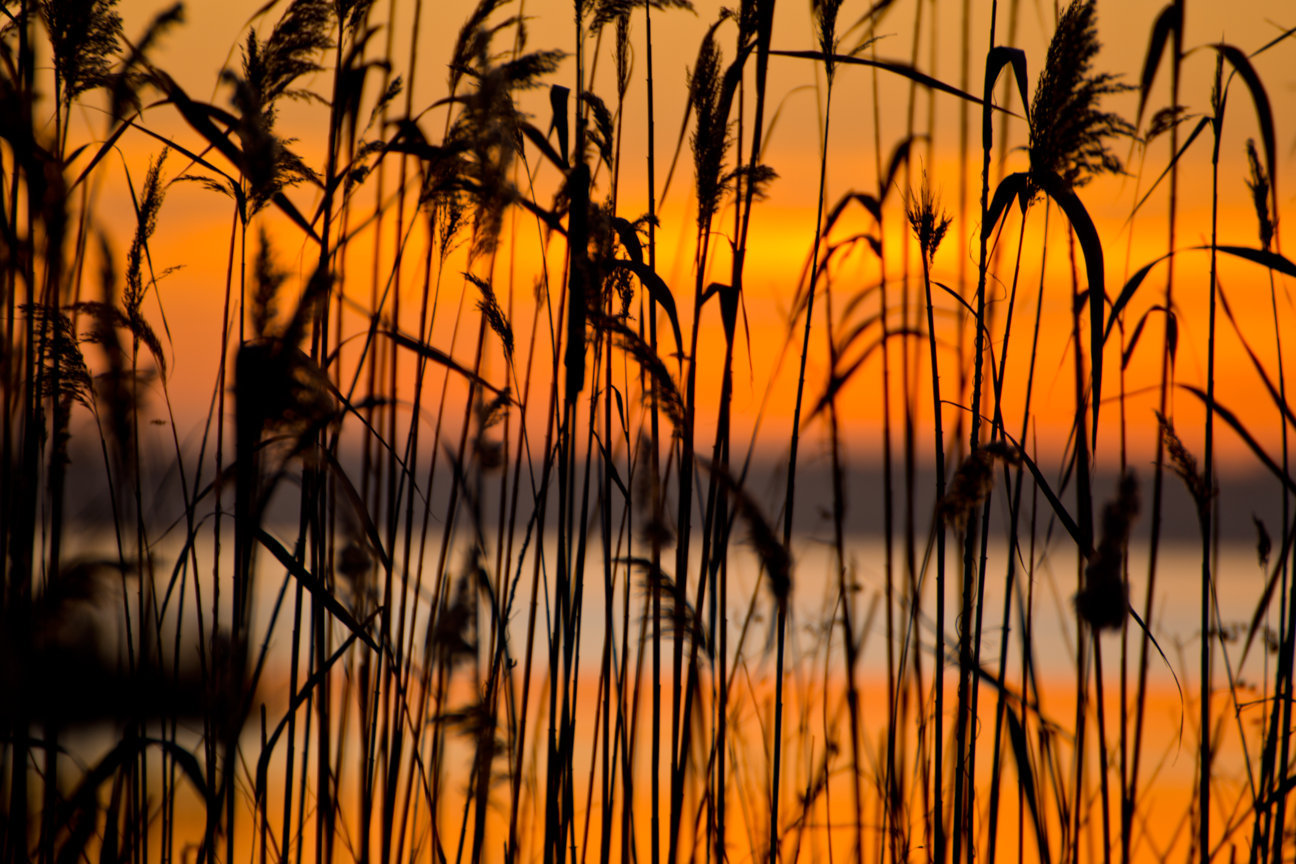 Tramonto a Massaciucoli