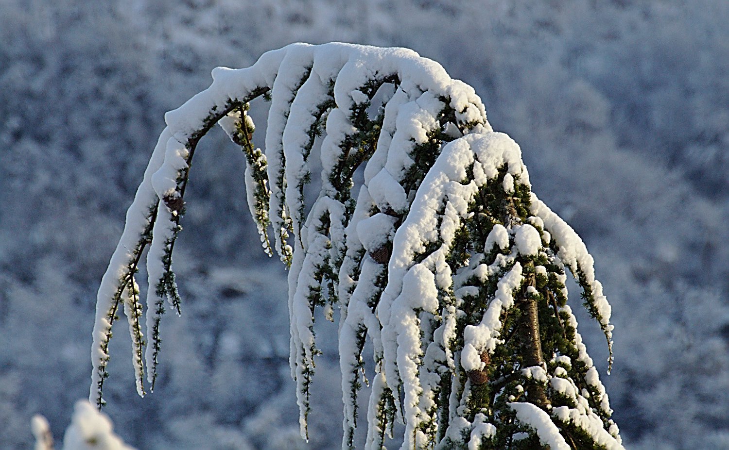 sotto il peso della neve