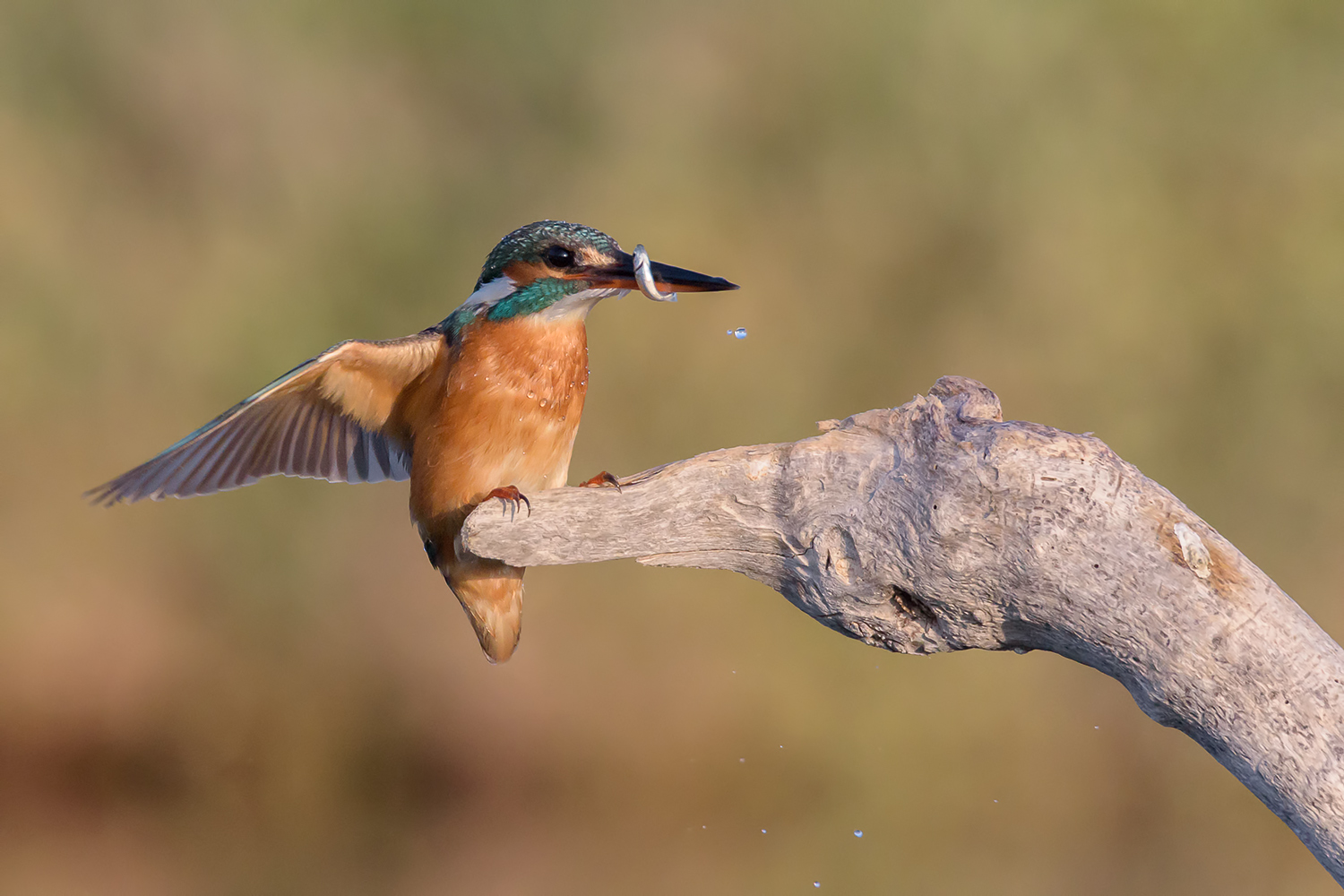 L'arrivo del Martino col pesciolino